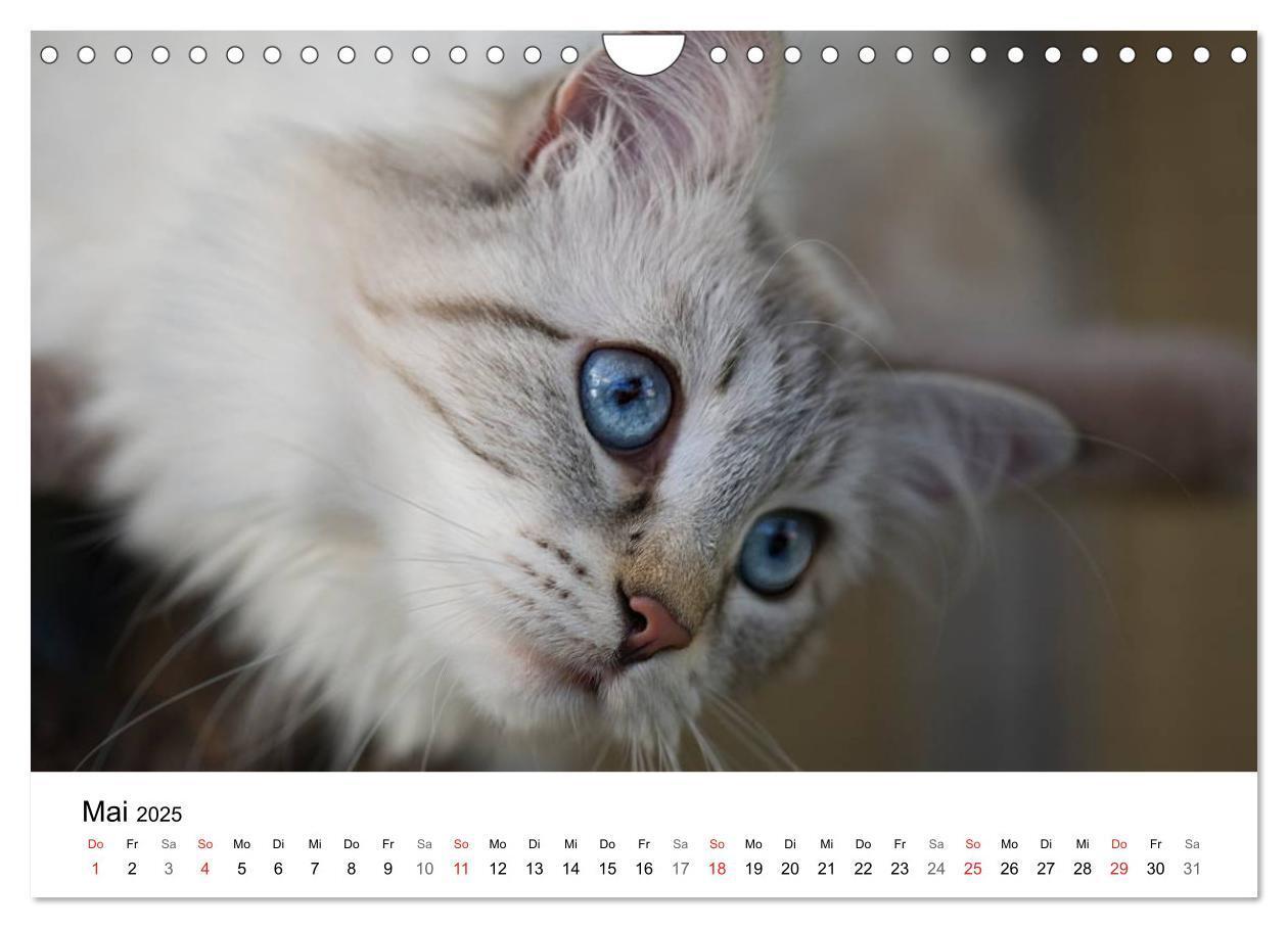 Bild: 9783435727605 | Rassekatzen 2025 (Wandkalender 2025 DIN A4 quer), CALVENDO...