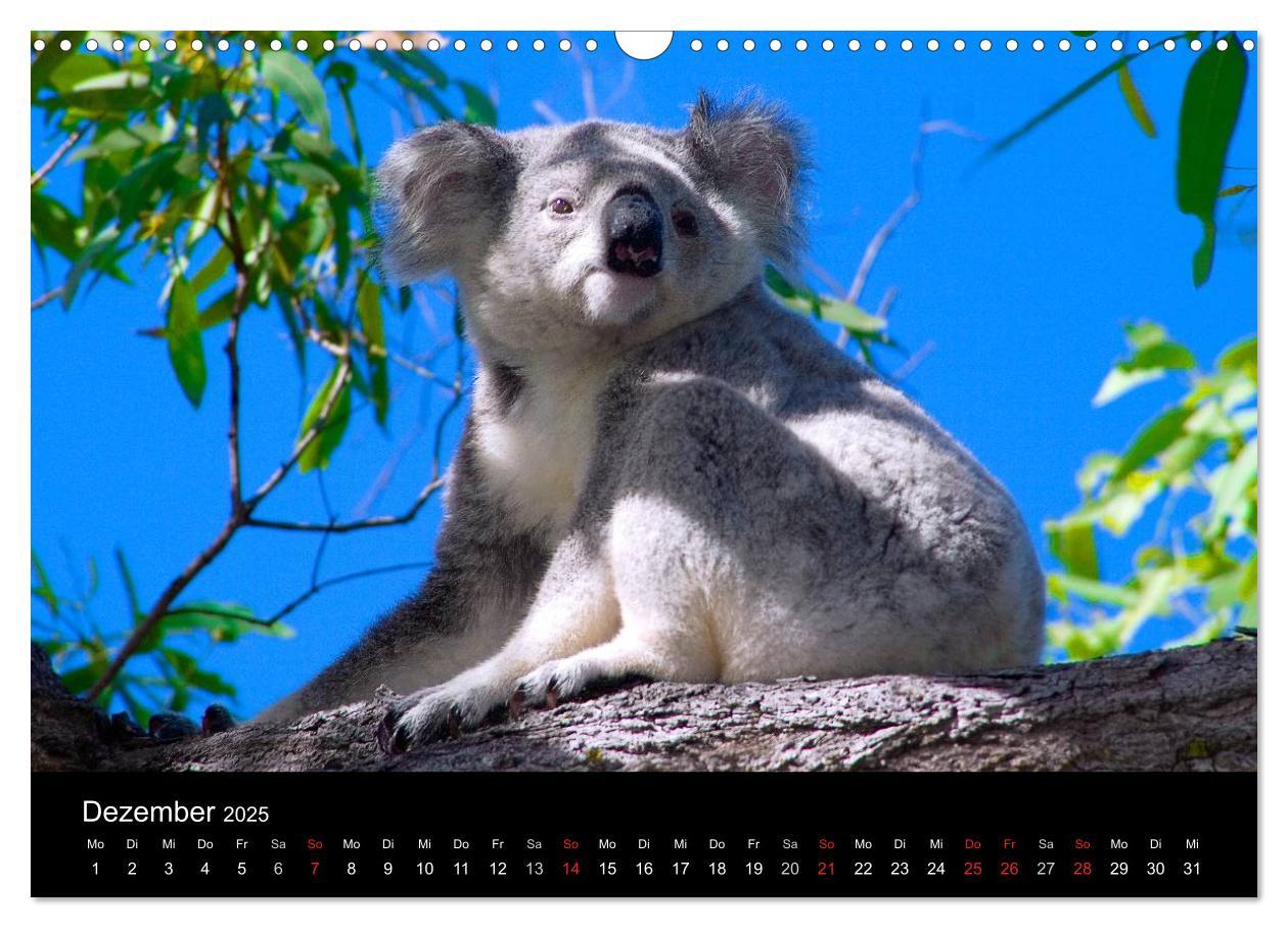 Bild: 9783435809592 | Australien (Wandkalender 2025 DIN A3 quer), CALVENDO Monatskalender