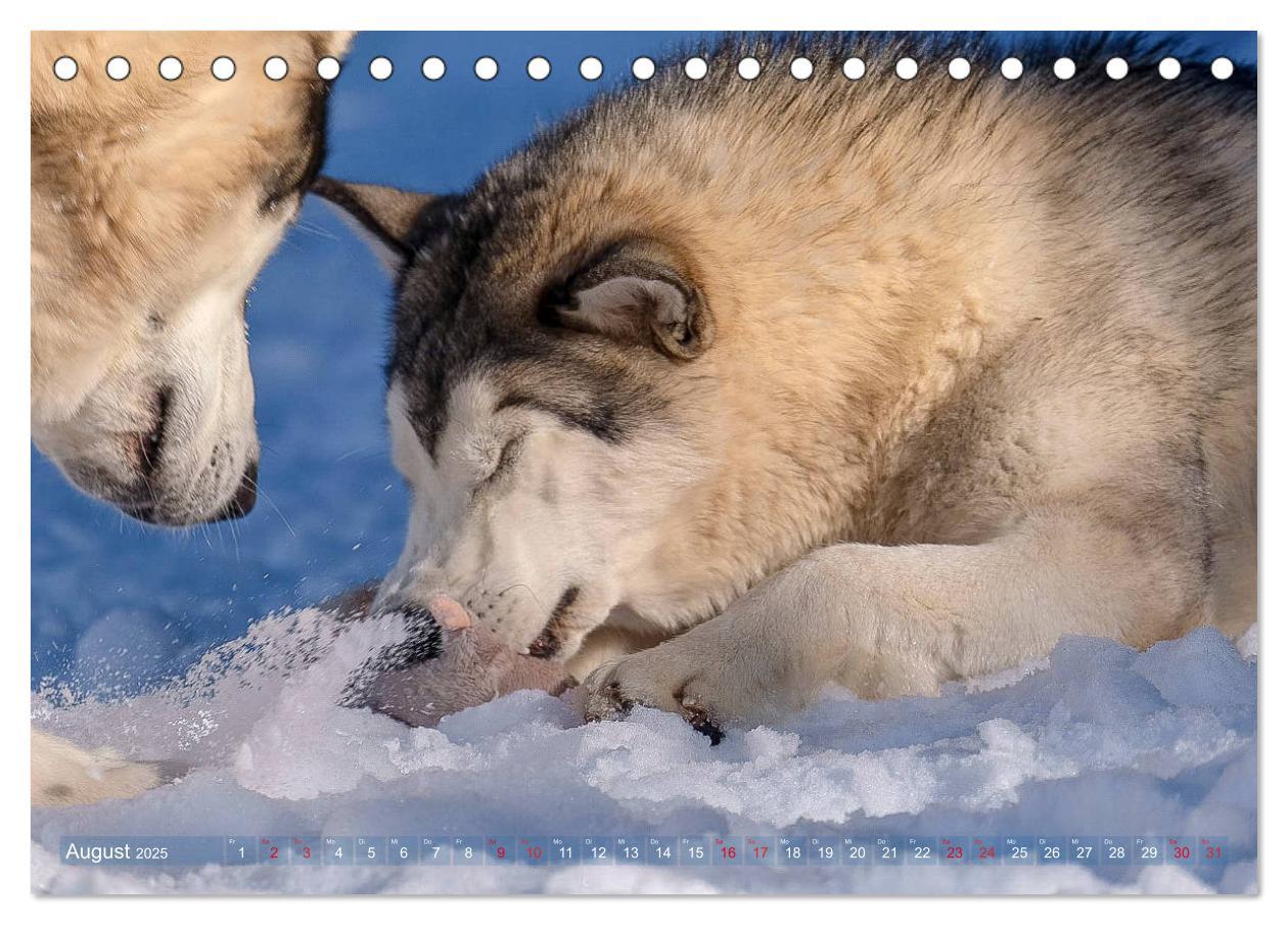 Bild: 9783435213283 | Alaskan Malamute in seinem Element (Tischkalender 2025 DIN A5...