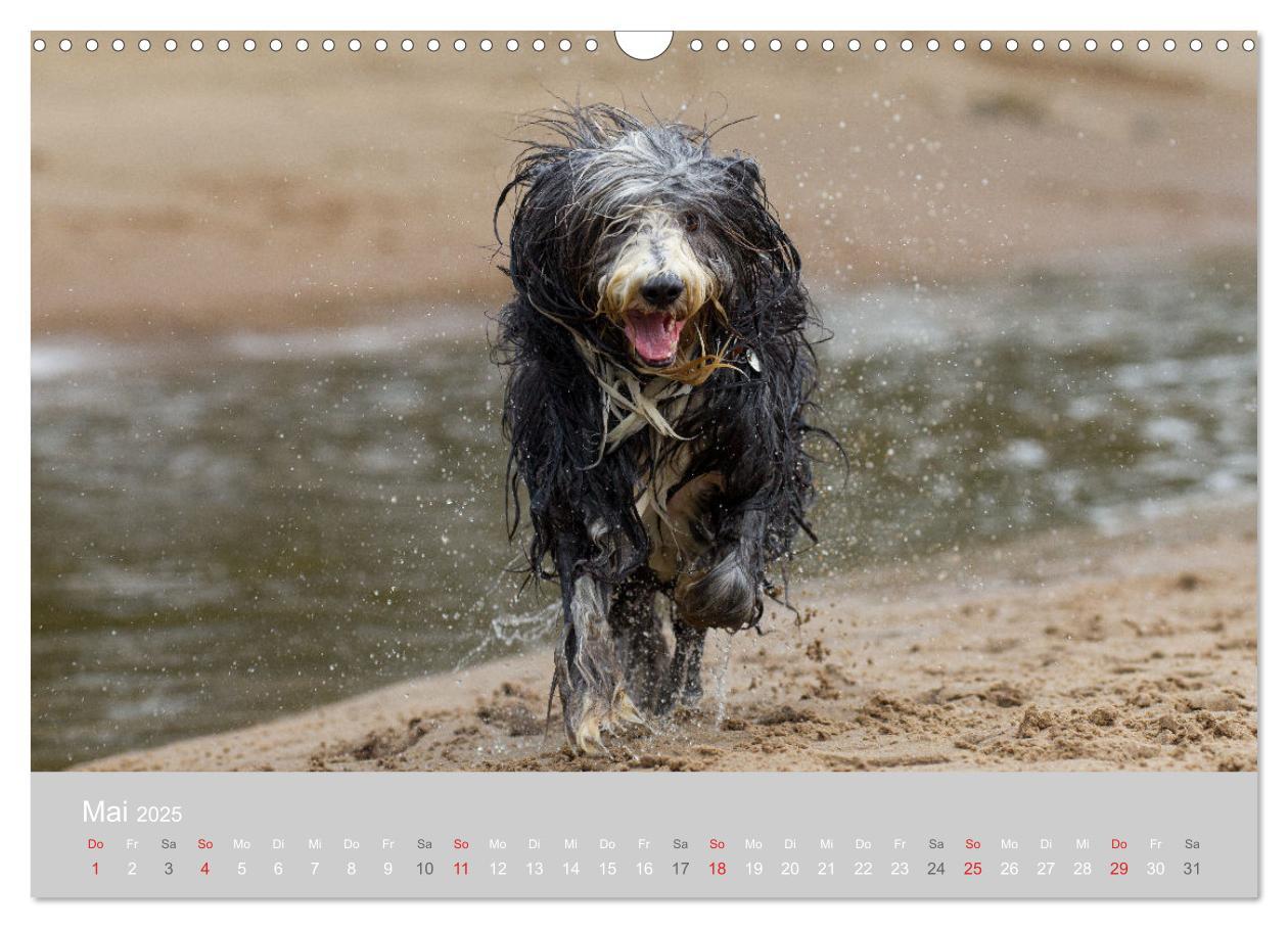 Bild: 9783435426904 | BEARDED COLLIES 2025 (Wandkalender 2025 DIN A3 quer), CALVENDO...