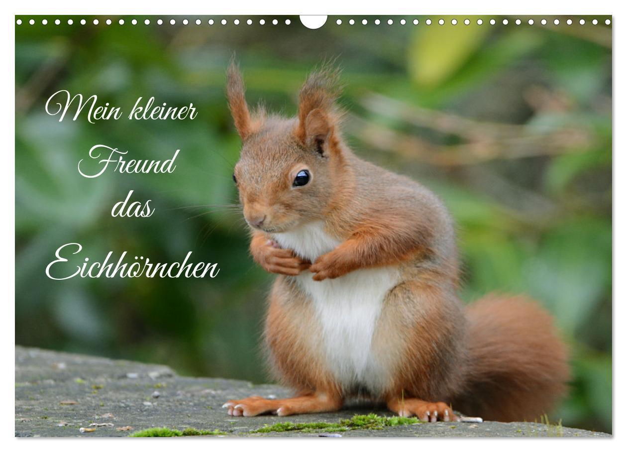 Cover: 9783675412378 | Mein kleiner Freund das Eichhörnchen (Wandkalender 2024 DIN A3...