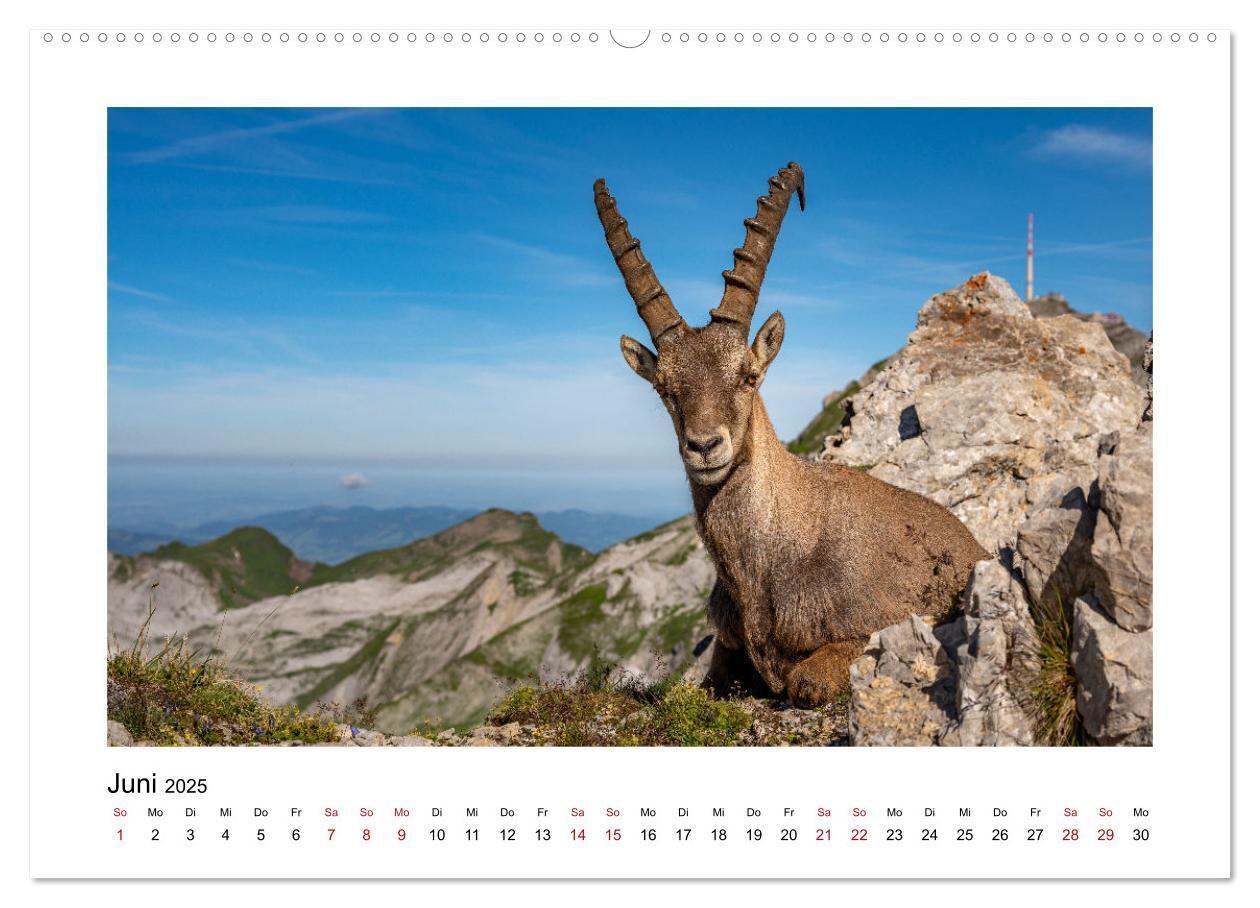 Bild: 9783383907562 | Steinböcke - Die Könige der Alpen (Wandkalender 2025 DIN A2 quer),...