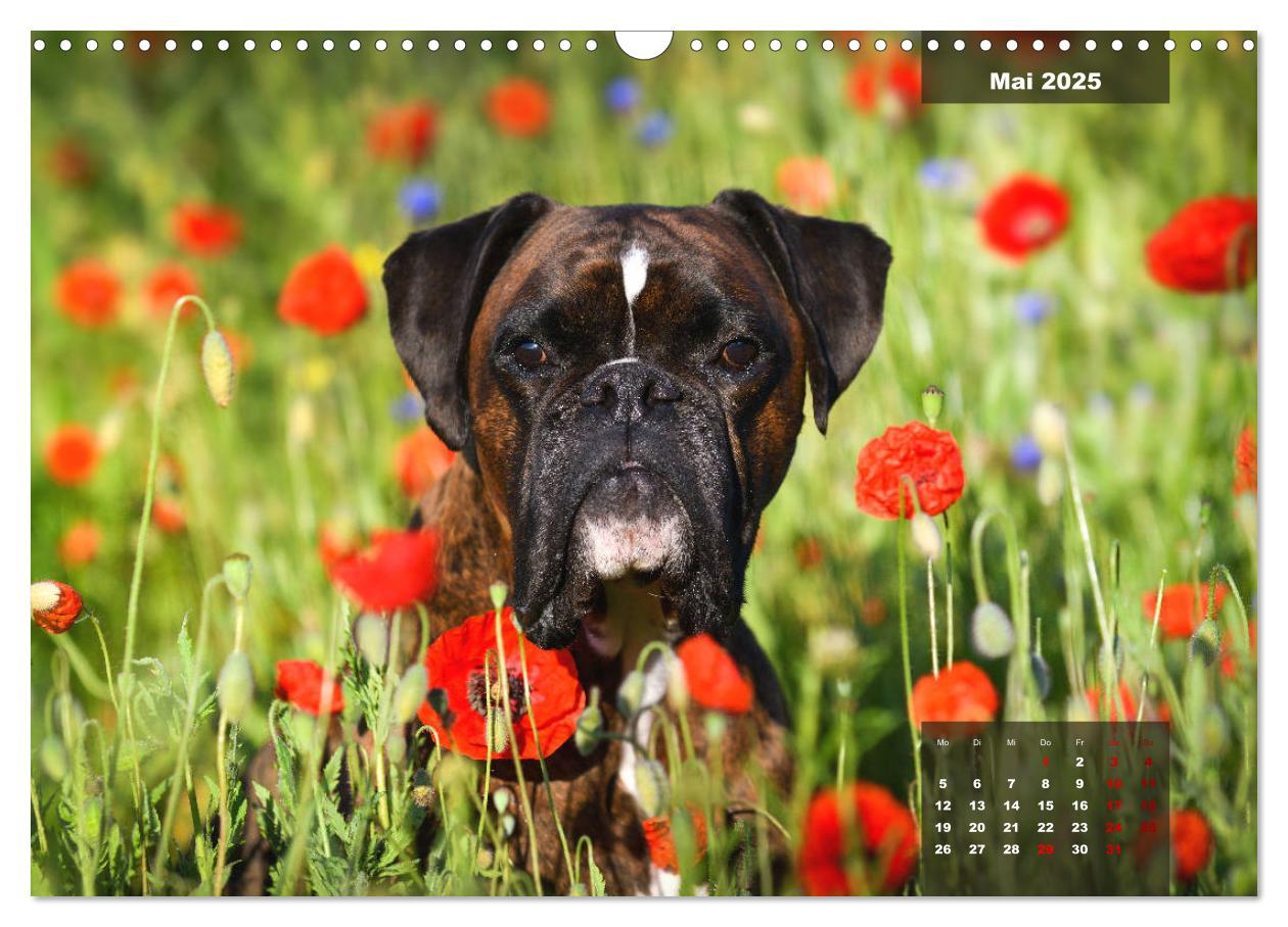 Bild: 9783435110667 | Boxer Frech und fröhlich durch das Jahr (Wandkalender 2025 DIN A3...