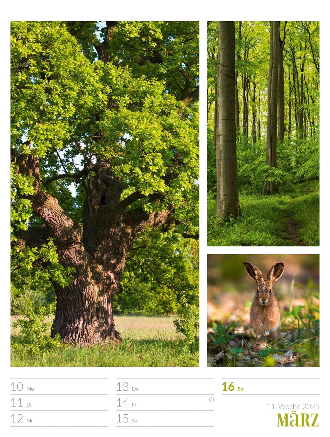 Bild: 9783838425818 | Farben der Natur - Wochenplaner Kalender 2025 | Ackermann Kunstverlag