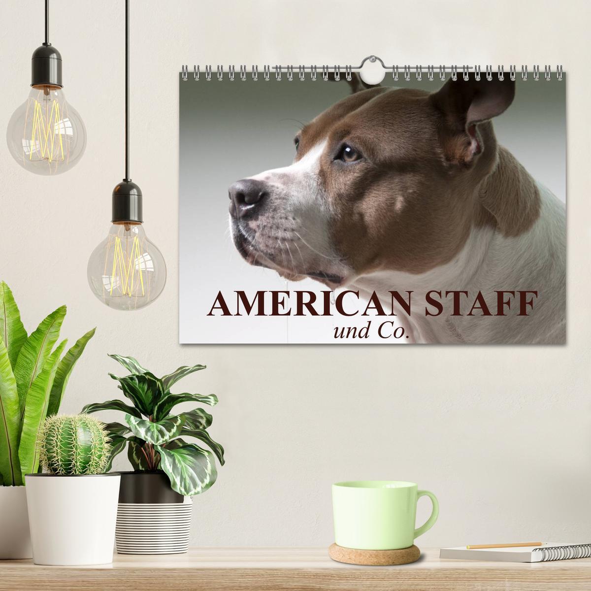 Bild: 9783435658596 | American Staff und Co. (Wandkalender 2025 DIN A4 quer), CALVENDO...