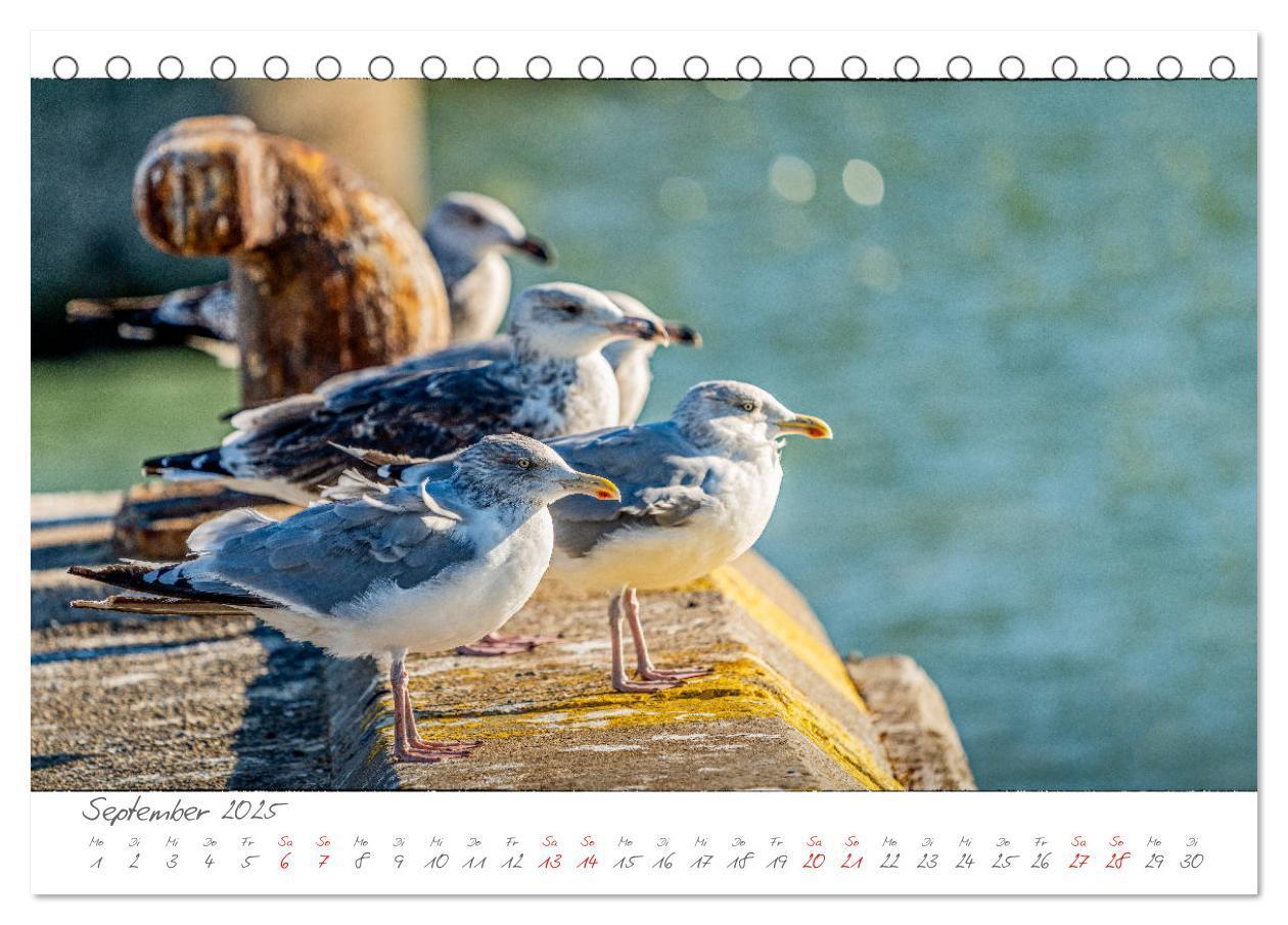 Bild: 9783435283170 | JÜTLAND ERLEBEN (Tischkalender 2025 DIN A5 quer), CALVENDO...