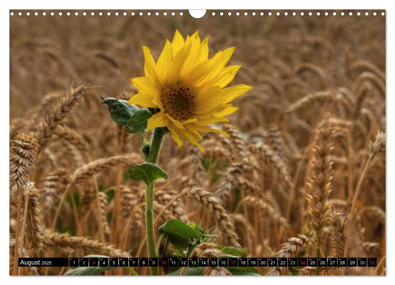 Bild: 9783435696765 | Zeit für Sonnenblumen (Wandkalender 2025 DIN A3 quer), CALVENDO...