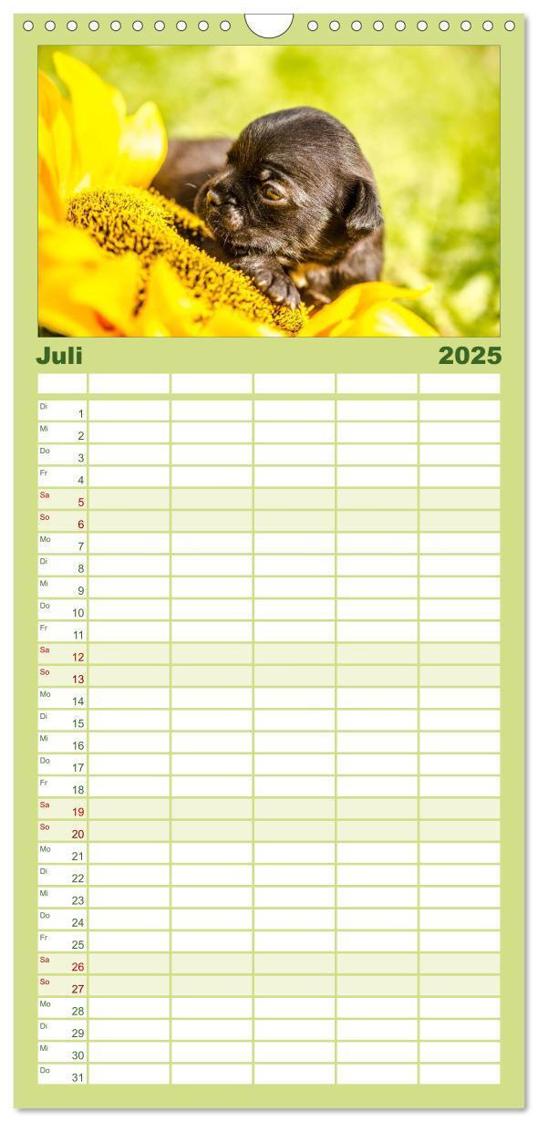 Bild: 9783457112281 | Familienplaner 2025 - Möpse mit 5 Spalten (Wandkalender, 21 x 45...