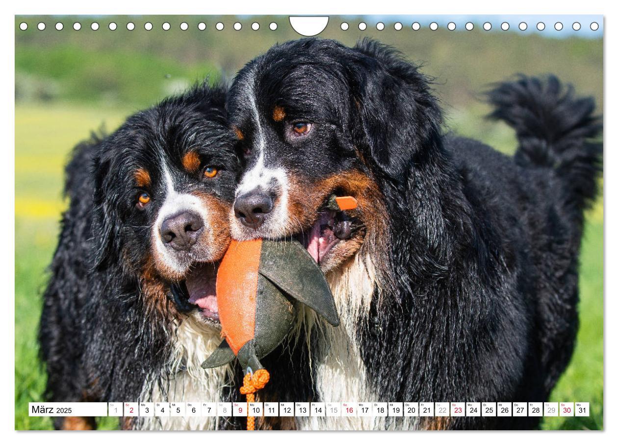 Bild: 9783435315727 | Ein Herz auf 4 Pfoten - Berner Sennenhund (Wandkalender 2025 DIN A4...