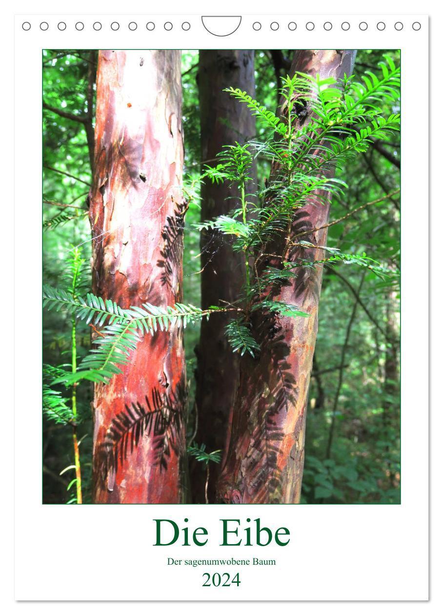 Cover: 9783675884694 | Die Eibe - Der sagenumwobene Baum (Wandkalender 2024 DIN A4 hoch),...