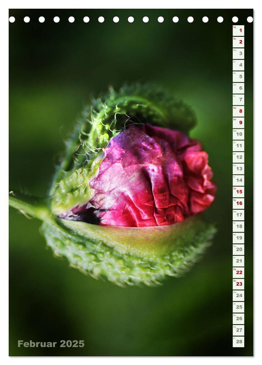 Bild: 9783435926992 | Es werde Mohn (Tischkalender 2025 DIN A5 hoch), CALVENDO...