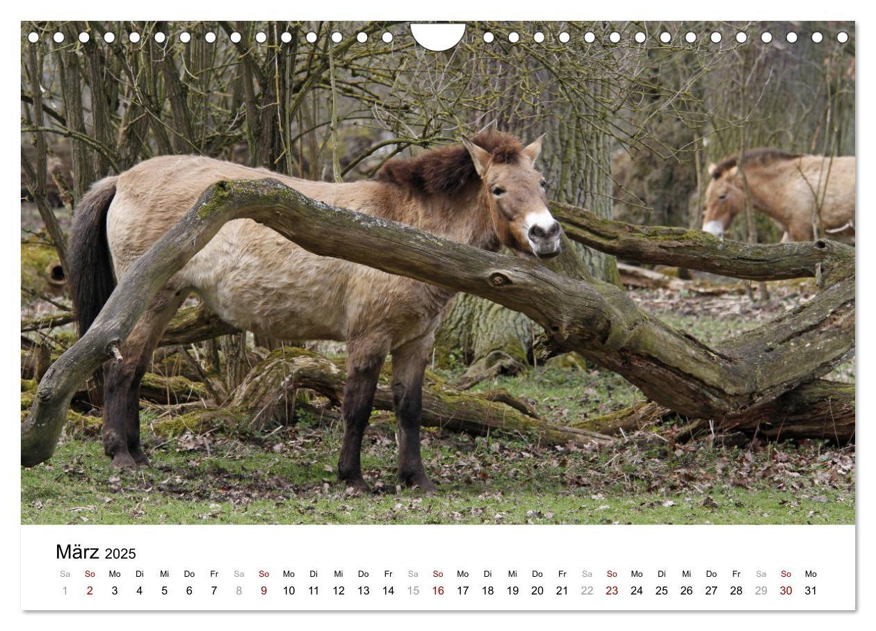 Bild: 9783435342495 | Faszination Przewalski-Pferde (Wandkalender 2025 DIN A4 quer),...