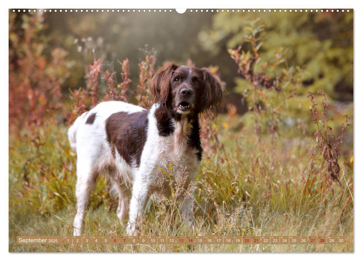 Bild: 9783435264285 | Passion Jagdhund - Kleiner Münsterländer (Wandkalender 2025 DIN A2...