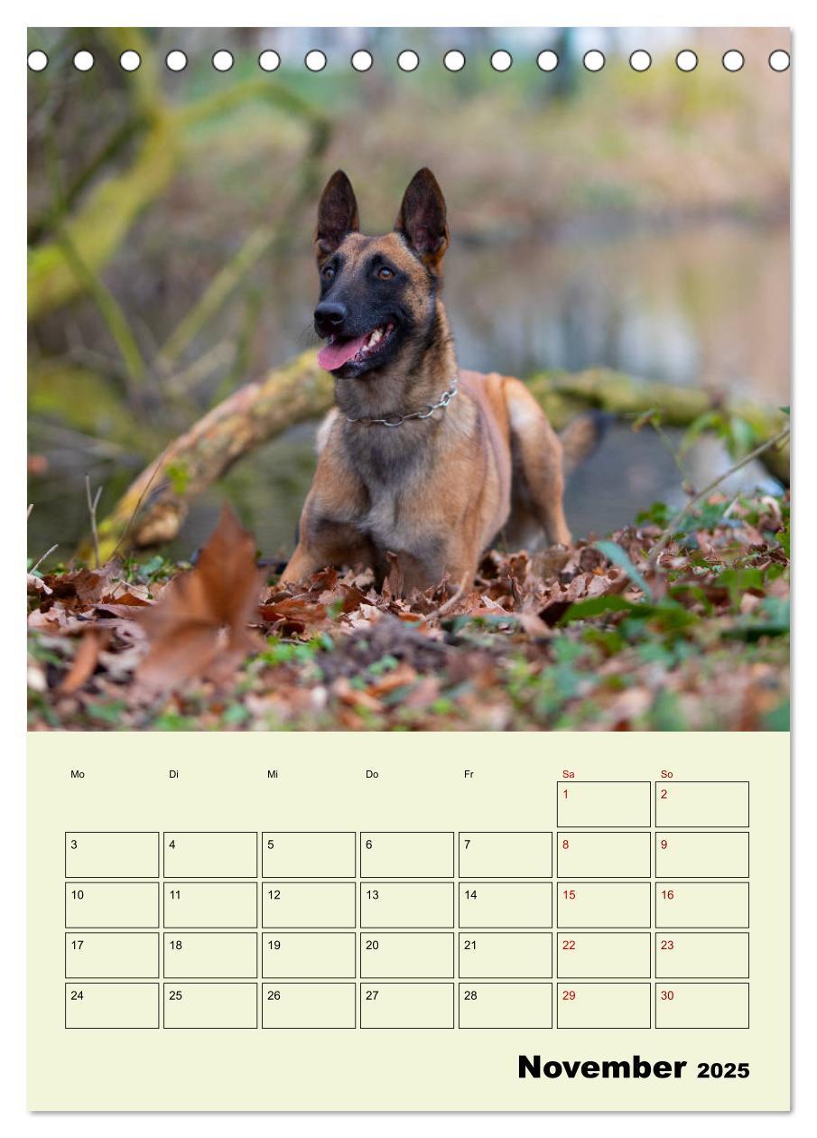 Bild: 9783435946143 | Malinois verlässliche Begleiter (Tischkalender 2025 DIN A5 hoch),...