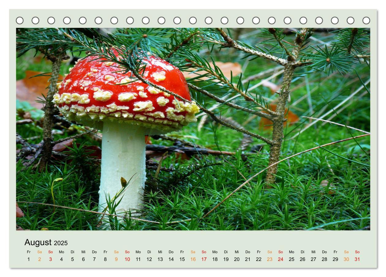 Bild: 9783383921834 | Im Fliegenpilz Rausch (Tischkalender 2025 DIN A5 quer), CALVENDO...