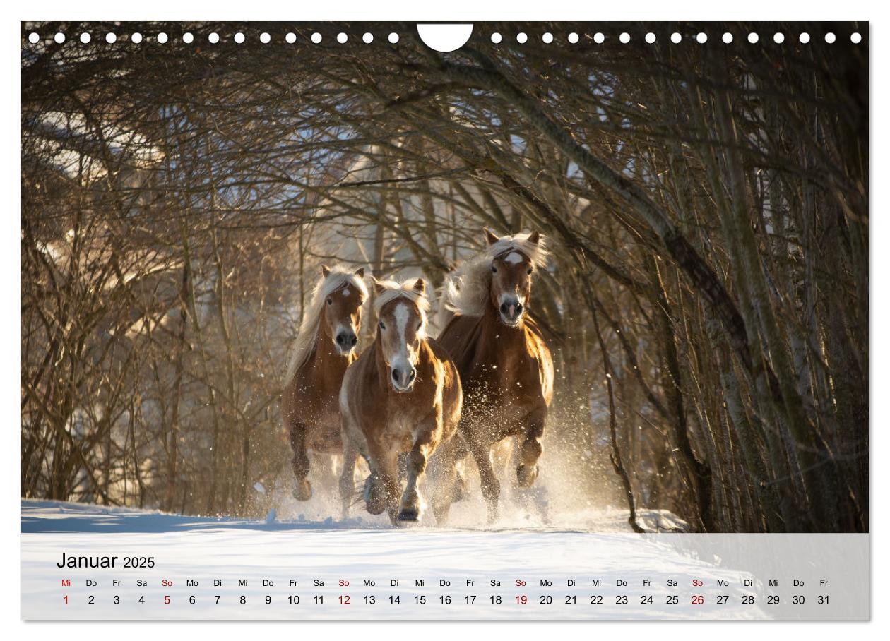 Bild: 9783435105045 | Pferde 2025 Kraft und Anmut (Wandkalender 2025 DIN A4 quer),...