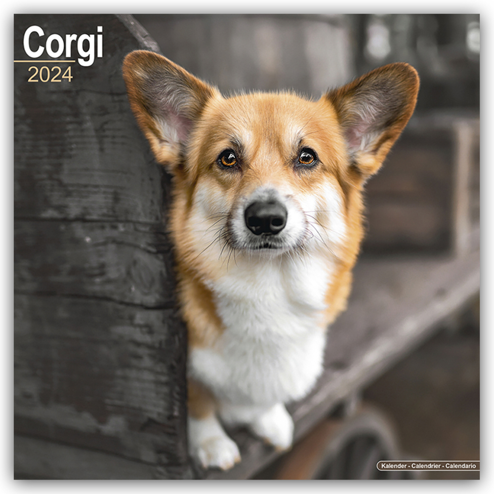 Cover: 9781804600320 | Welsh Corgi 2024 - 16-Monatskalender | Avonside Publishing Ltd | 13 S.