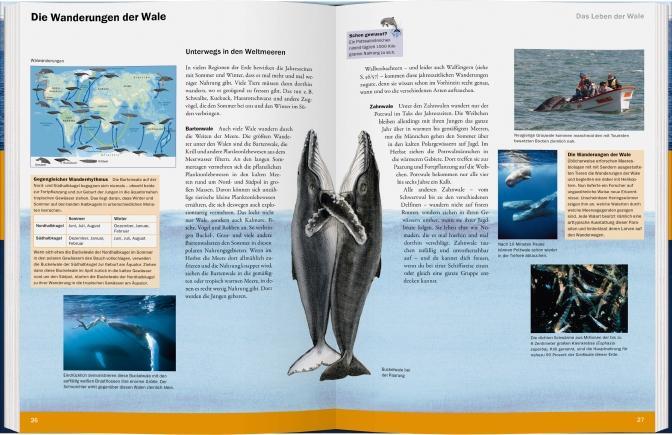 Bild: 9783836955881 | Wale & Haie | Räuber der Meere | Bärbel Oftring | Buch | Deutsch