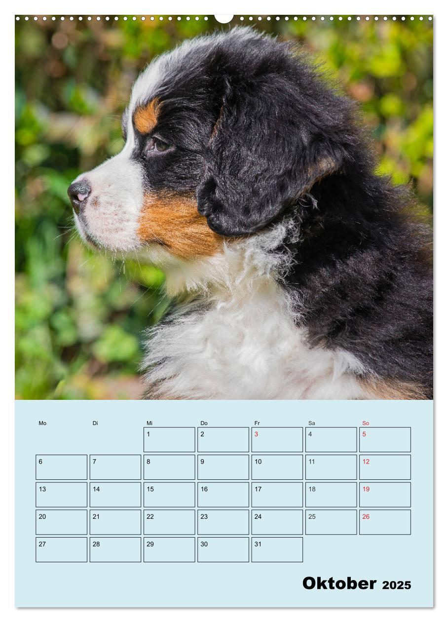 Bild: 9783435958672 | Familienplaner Berner Sennenhund Welpen (Wandkalender 2025 DIN A2...