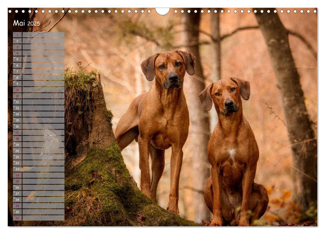 Bild: 9783435358267 | Rhodesian Ridgeback - Herzen auf vier Pfoten (Wandkalender 2025 DIN...