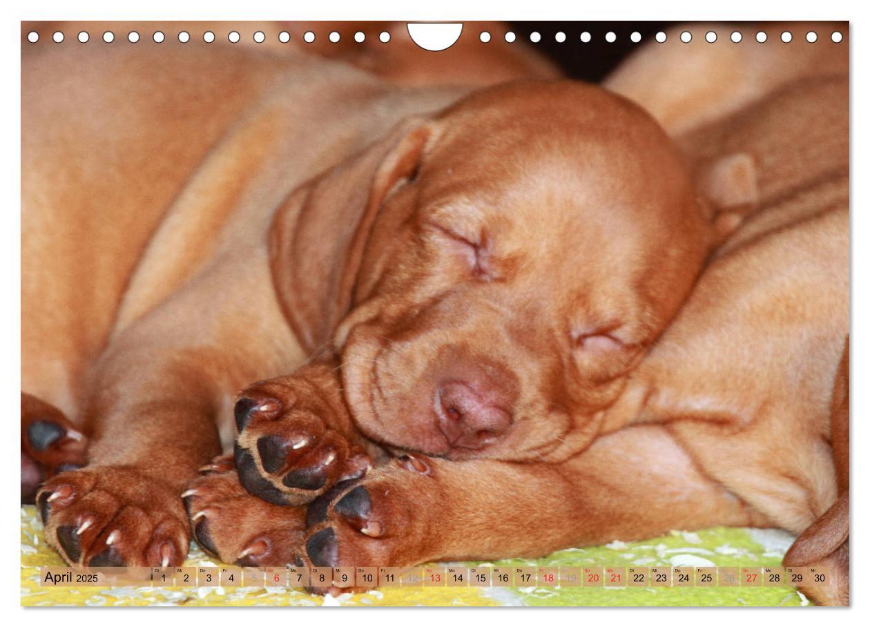 Bild: 9783435794867 | Magyar Vizsla - Vielseitiger Jagdhund mit Familienanschluss...