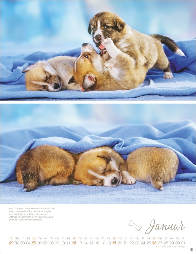 Bild: 9783756405329 | Hundekinder Posterkalender 2025 | Monika Wegler | Kalender | 14 S.