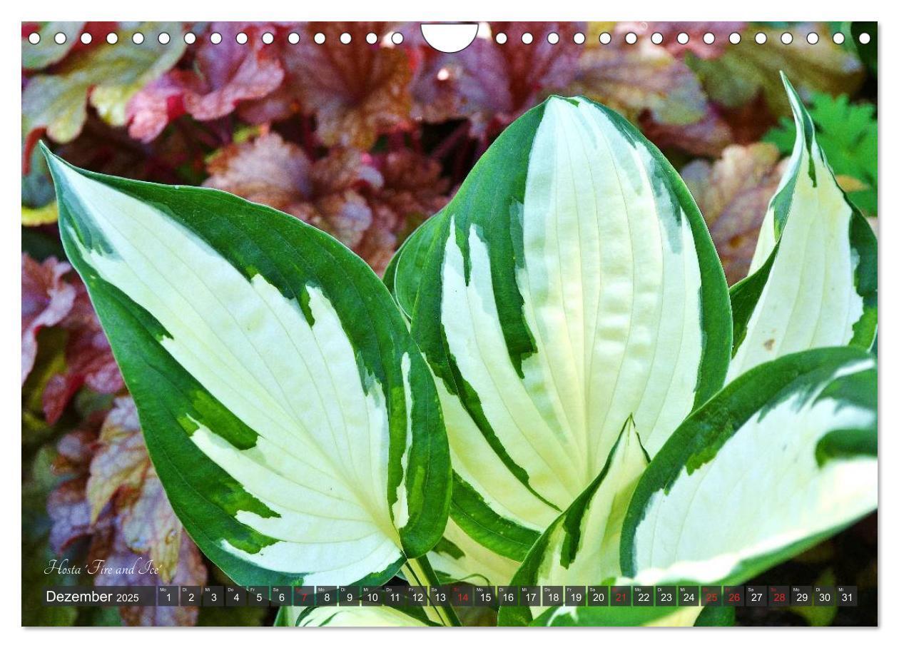 Bild: 9783435576814 | Hosta Staude mit Herz (Wandkalender 2025 DIN A4 quer), CALVENDO...