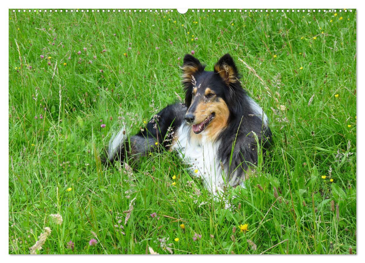 Bild: 9783383908224 | Hunde - vom Mischling bis zum Rassehund (Wandkalender 2025 DIN A2...