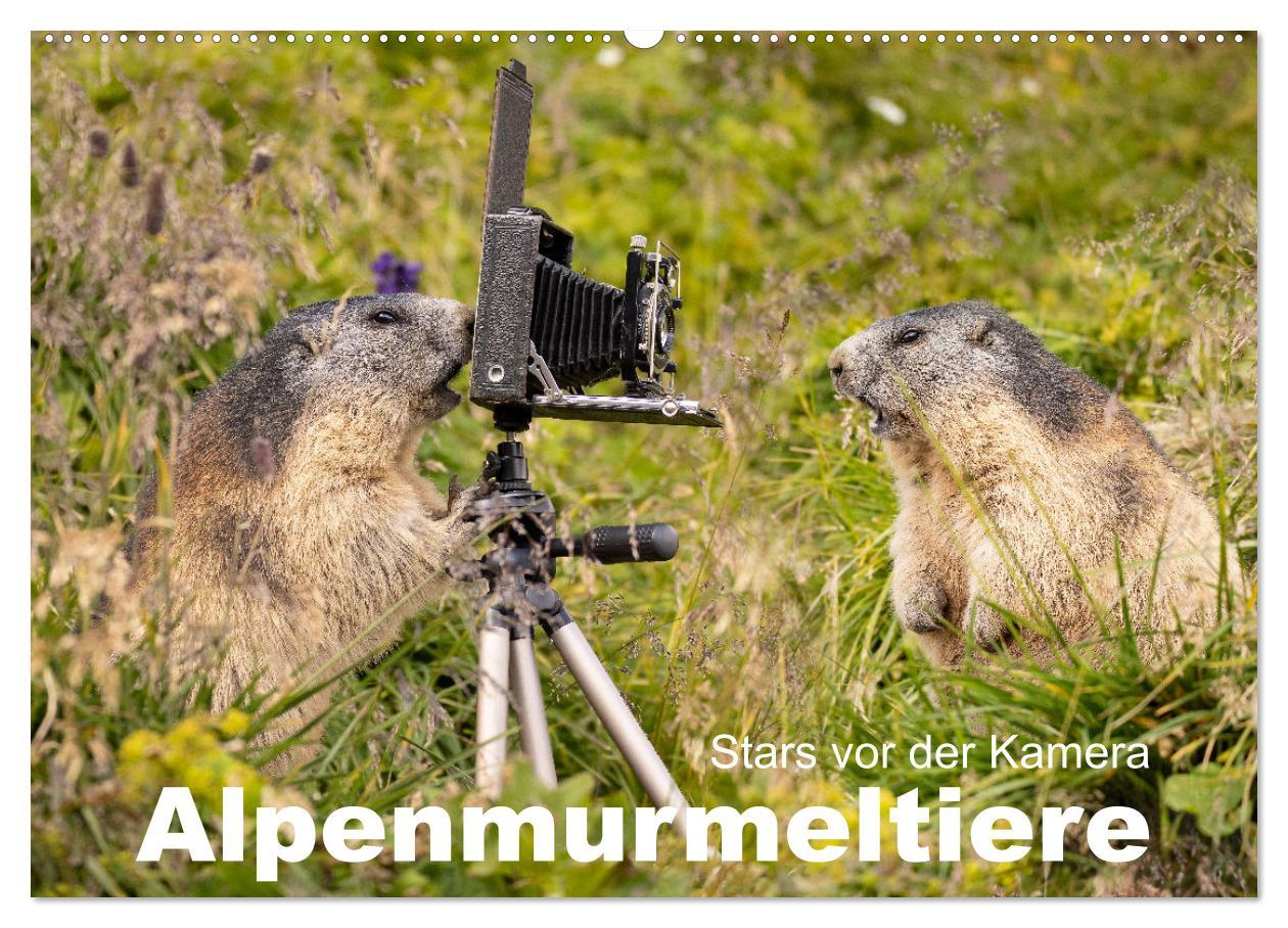 Cover: 9783383921193 | Alpenmurmeltiere - Stars vor der Kamera (Wandkalender 2025 DIN A2...