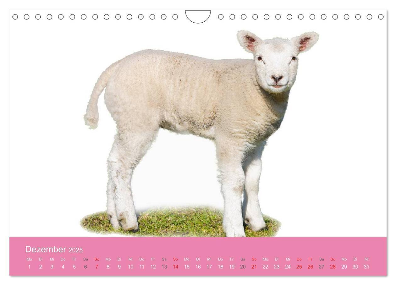 Bild: 9783435725809 | Süße Tier-Babys! (Wandkalender 2025 DIN A4 quer), CALVENDO...