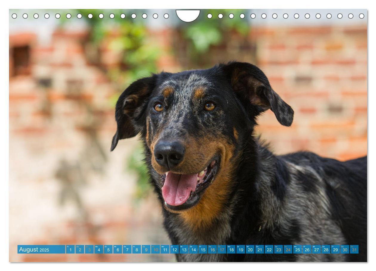 Bild: 9783457197196 | Der Beauceron (Wandkalender 2025 DIN A4 quer), CALVENDO Monatskalender