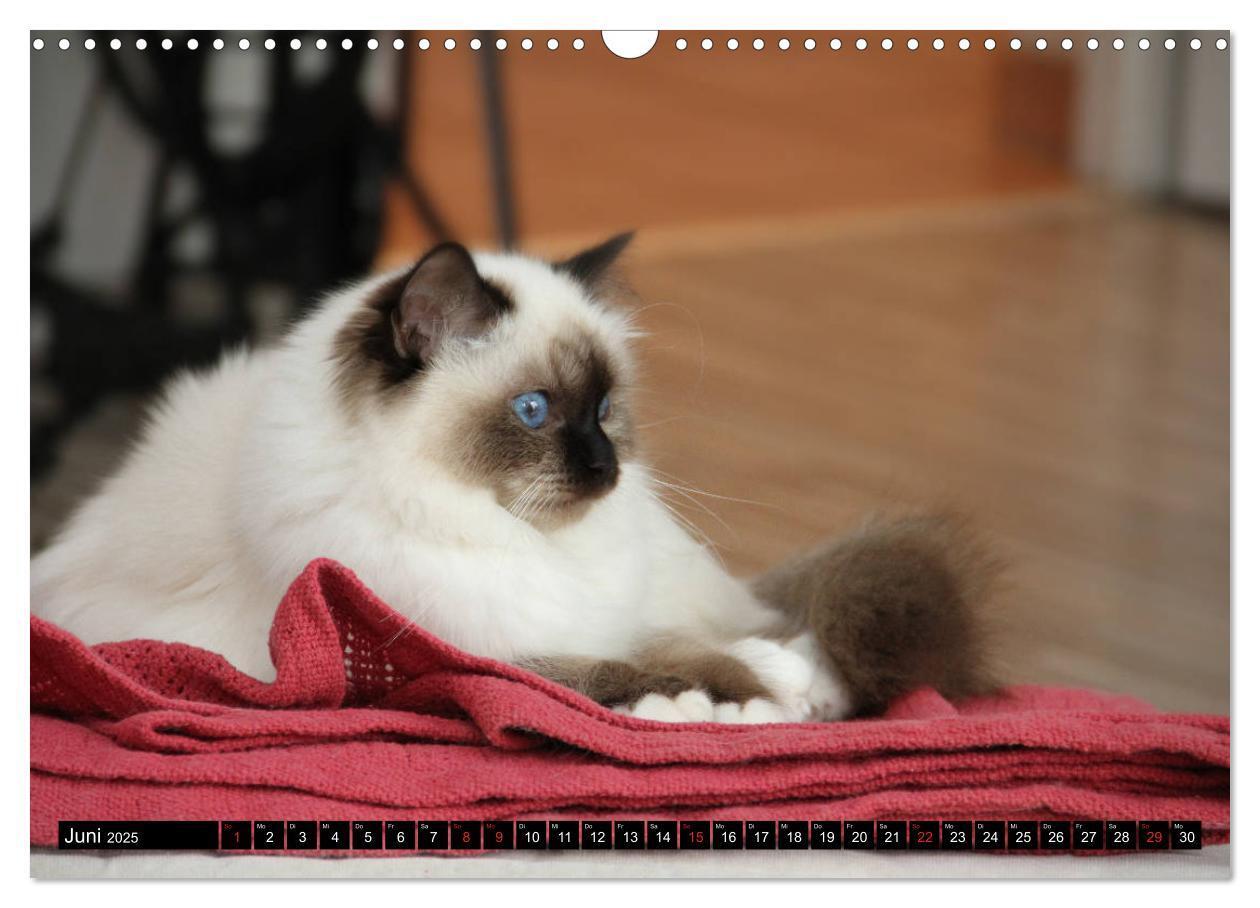 Bild: 9783435758036 | Heilige Birma Katzenkalender (Wandkalender 2025 DIN A3 quer),...