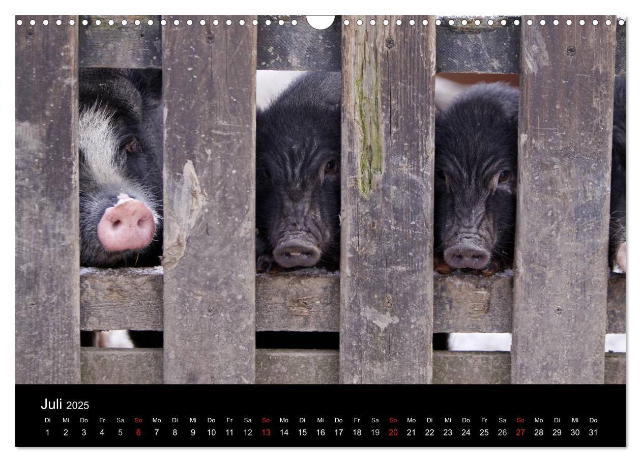 Bild: 9783435838509 | Schweinereien (Wandkalender 2025 DIN A3 quer), CALVENDO Monatskalender