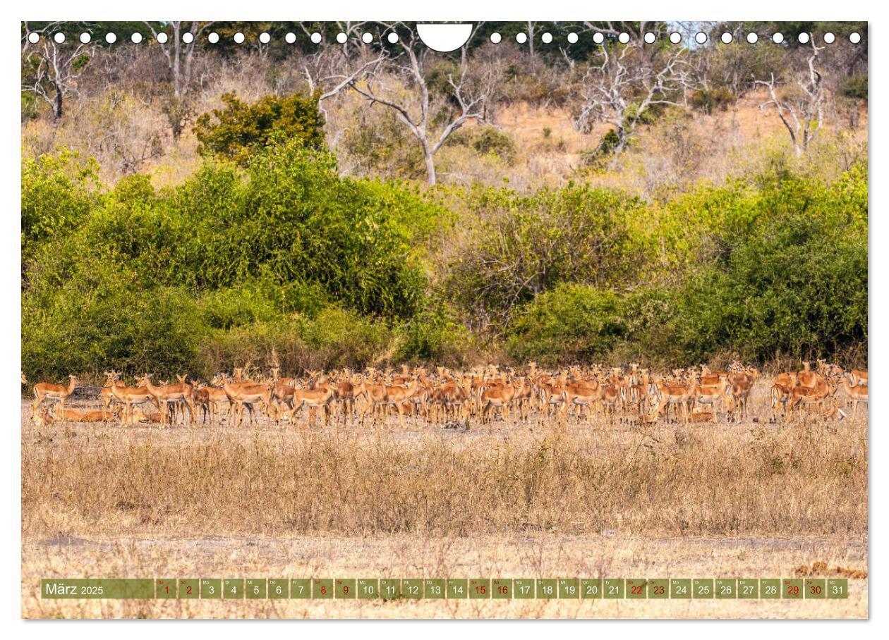 Bild: 9783435373024 | Chobe River - Eine spannende Flussfahrt in Botswana (Wandkalender...