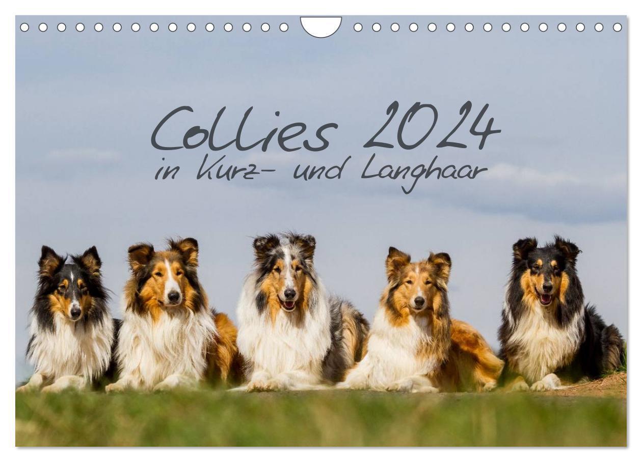 Cover: 9783383364150 | Collies 2024 in Kurz- und Langhaar (Wandkalender 2024 DIN A4 quer),...