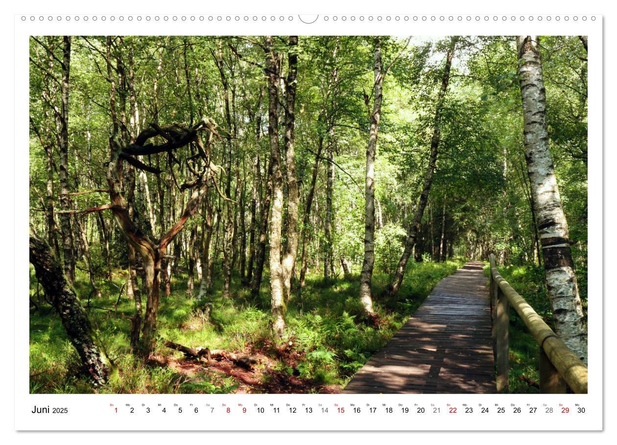 Bild: 9783435079957 | Mein Sehnsuchtsort, der heimische Wald (Wandkalender 2025 DIN A2...