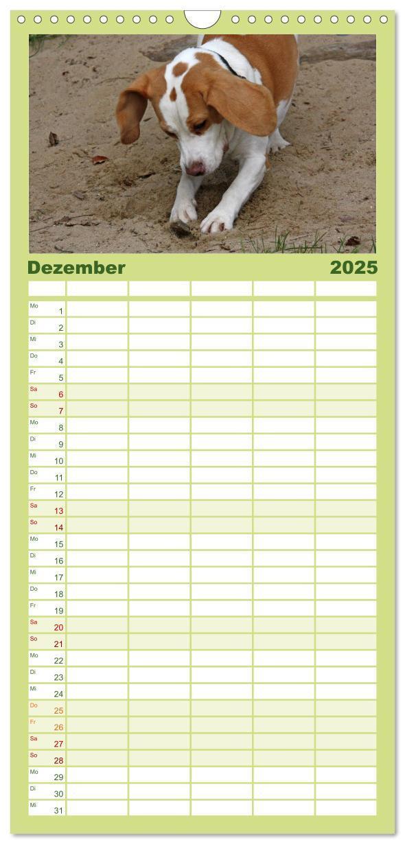 Bild: 9783457124727 | Familienplaner 2025 - Beagle mit 5 Spalten (Wandkalender, 21 x 45...