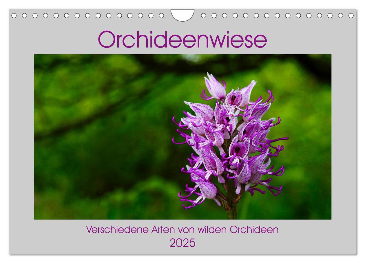 Cover: 9783435537204 | Orchideenwiese 2025 (Wandkalender 2025 DIN A4 quer), CALVENDO...