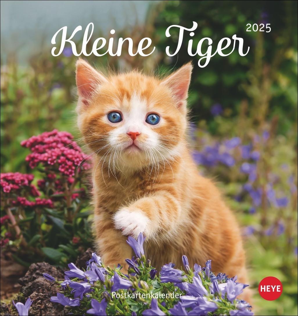 Cover: 9783756407026 | Katzen Postkartenkalender Kleine Tiger 2025 | Heye | Kalender | 13 S.