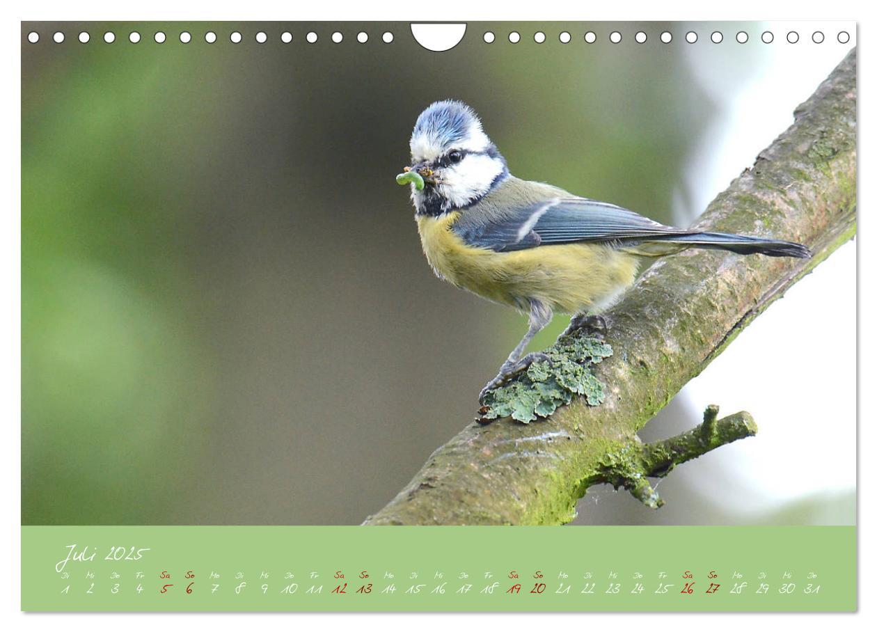 Bild: 9783435260041 | Die Blaumeise, Gast in unserem Garten (Wandkalender 2025 DIN A4...