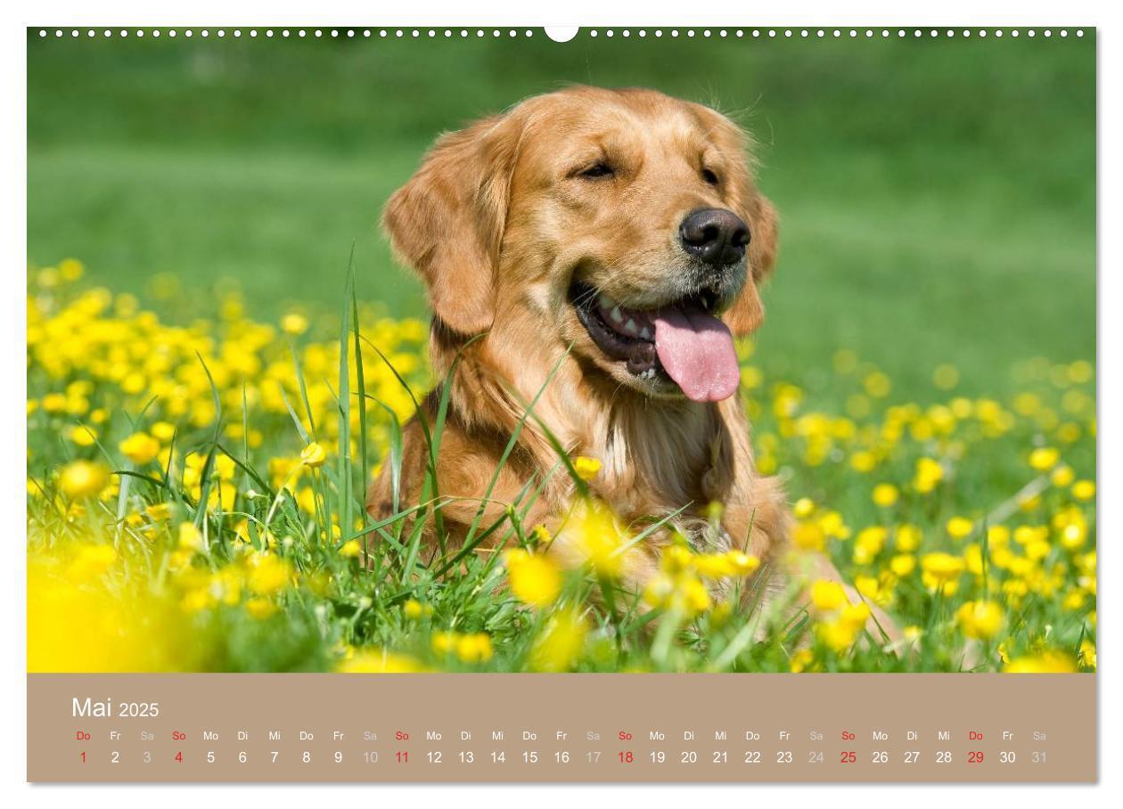 Bild: 9783435723942 | Golden Retriever (hochwertiger Premium Wandkalender 2025 DIN A2...