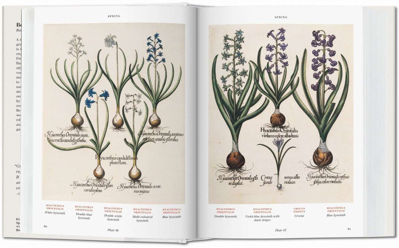 Bild: 9783836557863 | Basilius Besler. L'Herbier. Hortus Eystettensis | Littger (u. a.)