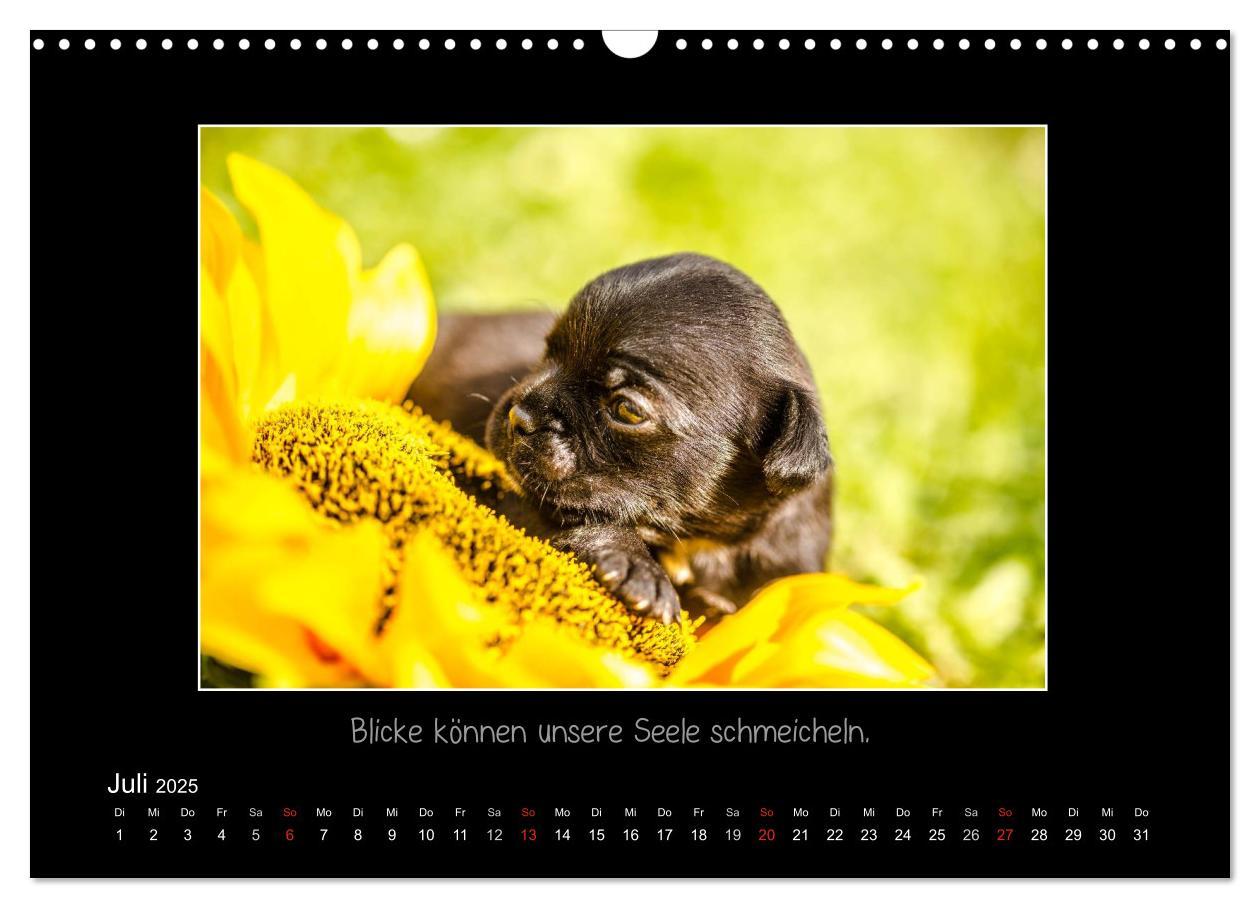 Bild: 9783435713288 | Möpse 2025 (Wandkalender 2025 DIN A3 quer), CALVENDO Monatskalender