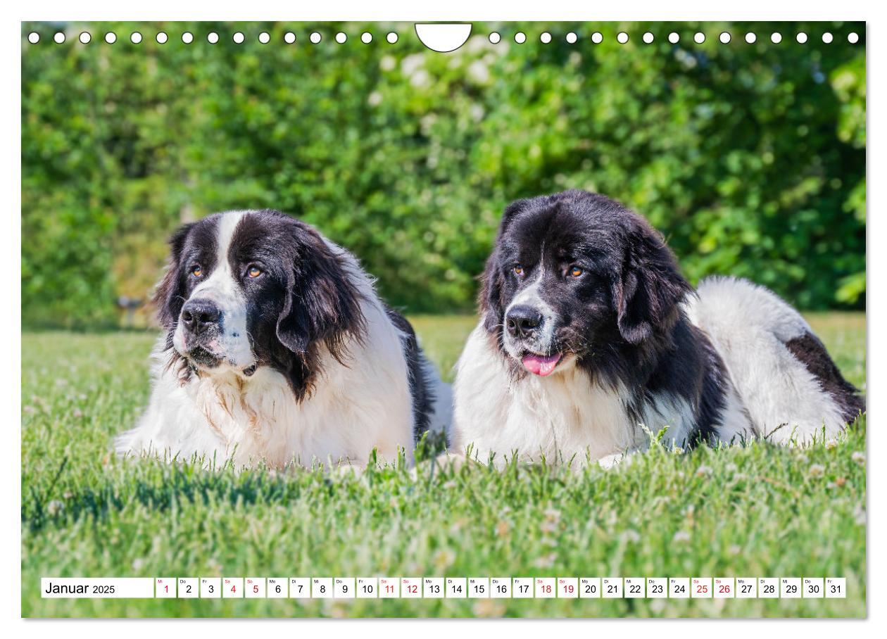 Bild: 9783383859618 | Traumhund Landseer (Wandkalender 2025 DIN A4 quer), CALVENDO...