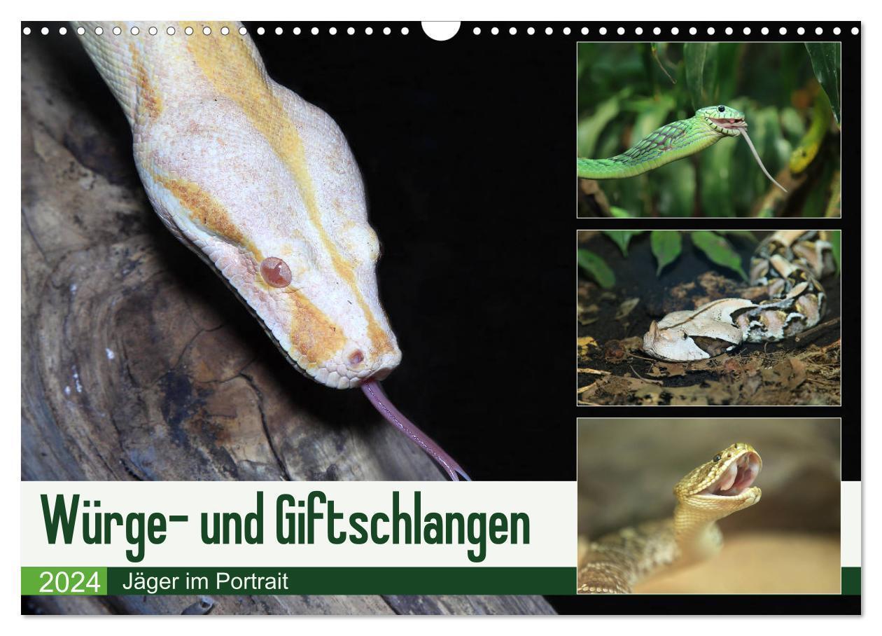 Cover: 9783383141508 | Würge- und Giftschlangen (Wandkalender 2024 DIN A3 quer), CALVENDO...