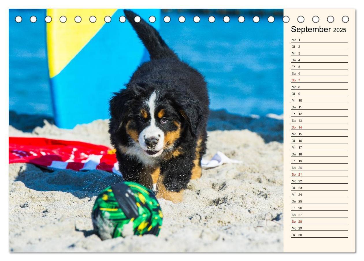 Bild: 9783435476923 | Seebärchen entdecken die Welt - Berner Sennenhunde (Tischkalender...