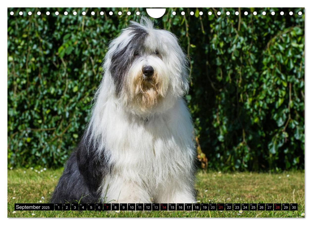 Bild: 9783435571901 | Traumhund Bobtail (Wandkalender 2025 DIN A4 quer), CALVENDO...