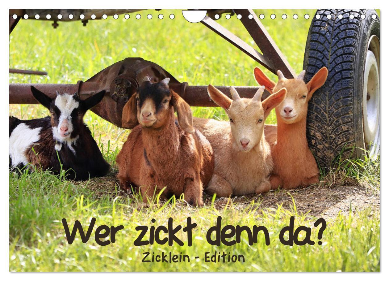 Cover: 9783383120404 | Wer zickt denn da? - Zicklein-Edition (Wandkalender 2024 DIN A4...