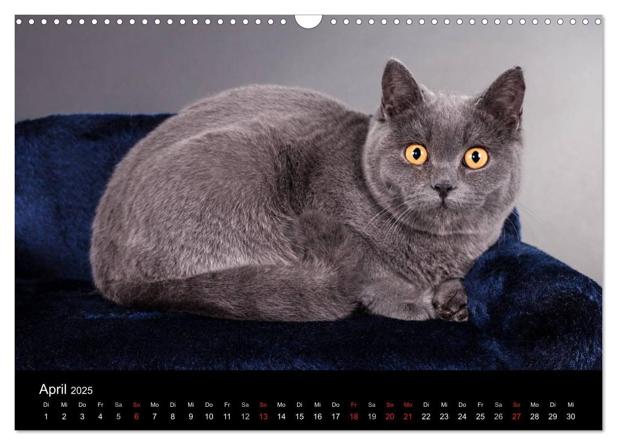 Bild: 9783435833597 | Britisch Kurzhaar Katzen (Wandkalender 2025 DIN A3 quer), CALVENDO...