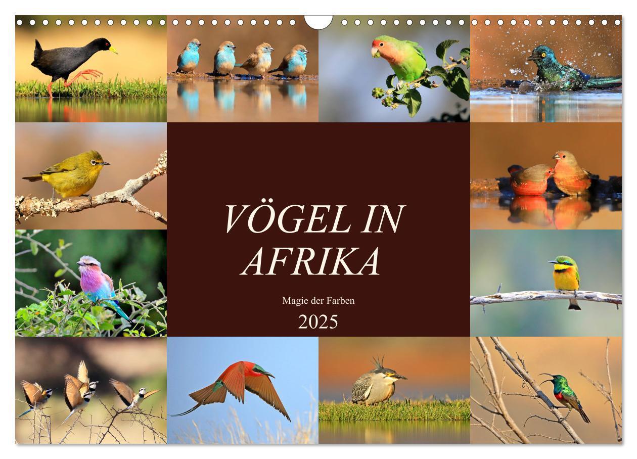 Cover: 9783435697359 | Vögel in Afrika - Magie der Farben (Wandkalender 2025 DIN A3 quer),...